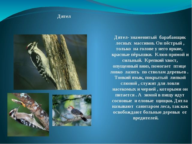 Презентация на тему: "Перелётные и зимующие птицы"