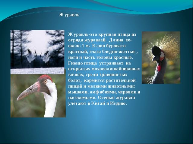 Презентация на тему: "Перелётные и зимующие птицы"