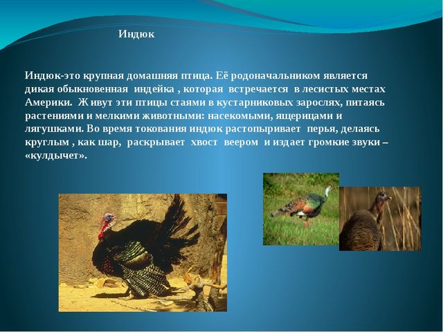 Презентация на тему: "Перелётные и зимующие птицы"