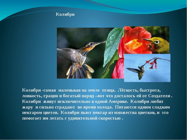 Презентация на тему: "Перелётные и зимующие птицы"