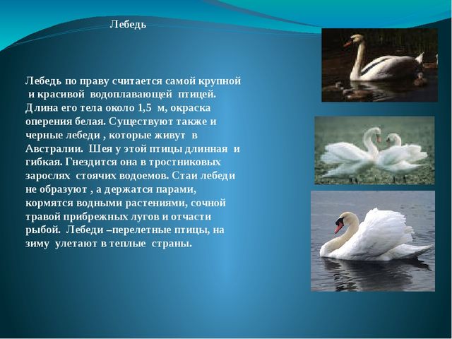 Презентация на тему: "Перелётные и зимующие птицы"