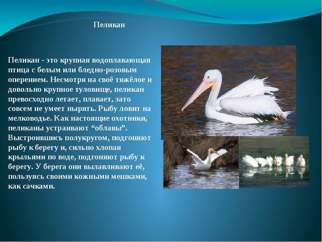 Презентация на тему: "Перелётные и зимующие птицы"