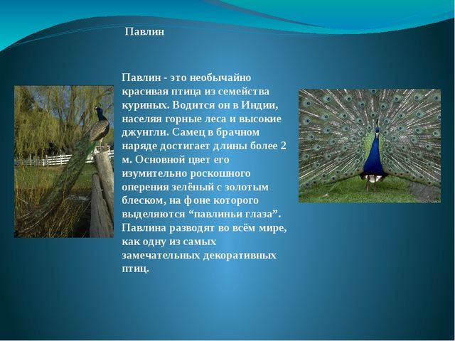 Презентация на тему: "Перелётные и зимующие птицы"