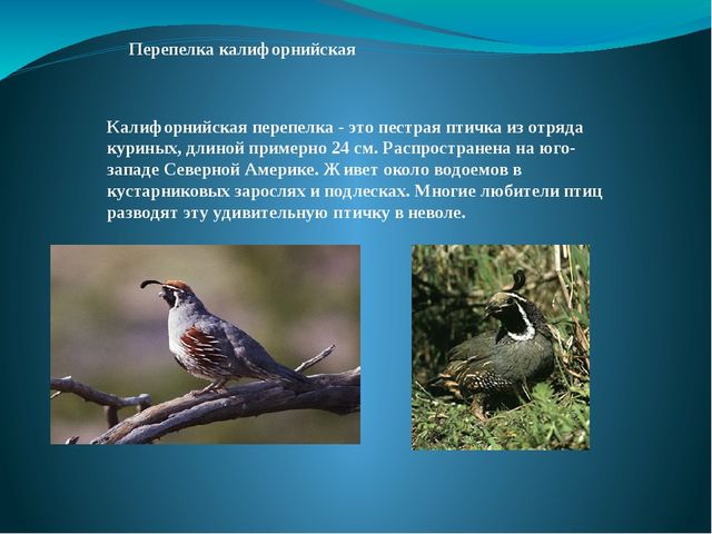 Презентация на тему: "Перелётные и зимующие птицы"