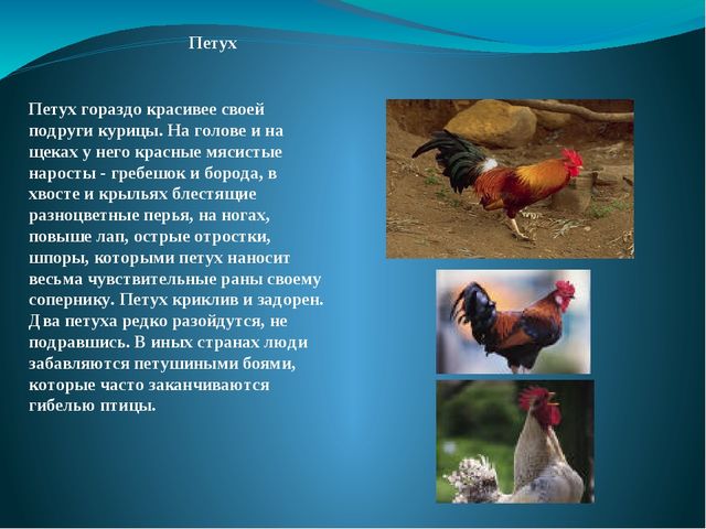 Презентация на тему: "Перелётные и зимующие птицы"