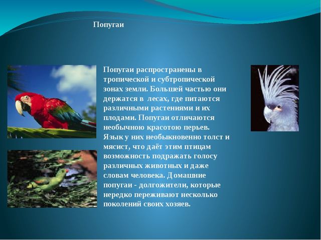 Презентация на тему: "Перелётные и зимующие птицы"