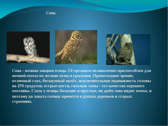 Презентация на тему: "Перелётные и зимующие птицы"