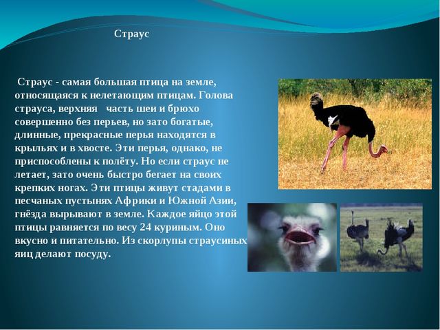 Презентация на тему: "Перелётные и зимующие птицы"