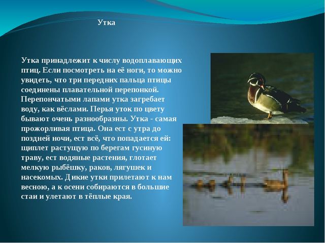 Презентация на тему: "Перелётные и зимующие птицы"