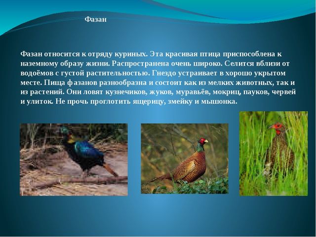 Презентация на тему: "Перелётные и зимующие птицы"
