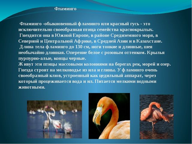 Презентация на тему: "Перелётные и зимующие птицы"