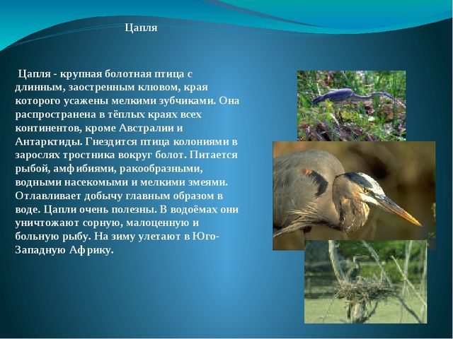 Презентация на тему: "Перелётные и зимующие птицы"