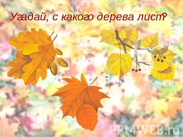Презентация .Зеленые тропинки.А.А.Плешаков.Тема "Травы.Кустарники.Деревья""