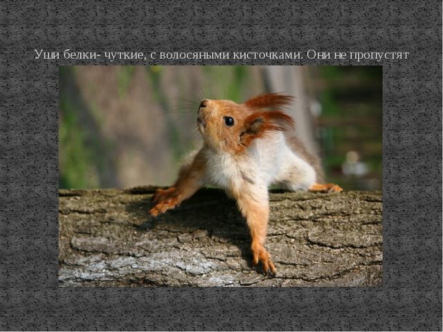 Презентация к ООД по познавательному развитию на тему "Дикие животные. Белка"