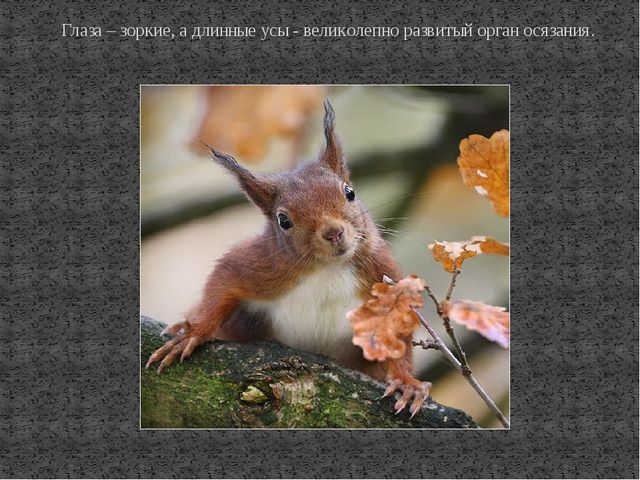 Презентация к ООД по познавательному развитию на тему "Дикие животные. Белка"