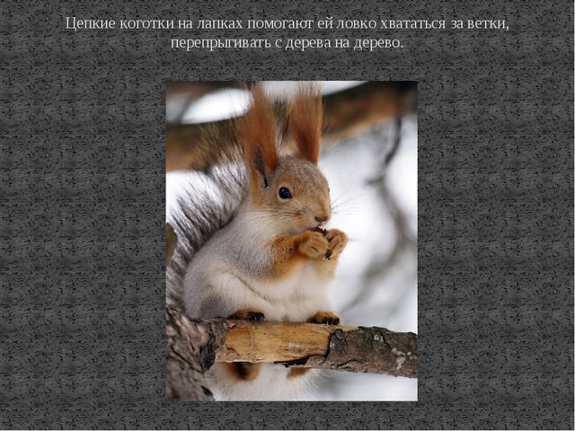 Презентация к ООД по познавательному развитию на тему "Дикие животные. Белка"