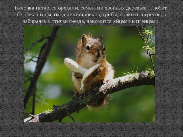 Презентация к ООД по познавательному развитию на тему "Дикие животные. Белка"