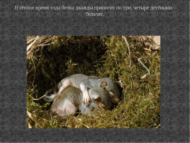 Презентация к ООД по познавательному развитию на тему "Дикие животные. Белка"