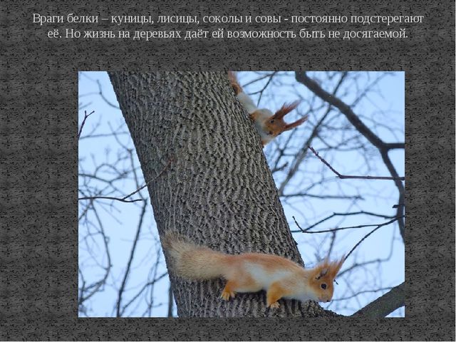 Презентация к ООД по познавательному развитию на тему "Дикие животные. Белка"
