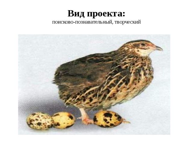 Презентация "От яйца до взрослой птицы"
