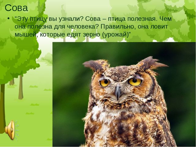 Презентация "Птицы средней полосы России"