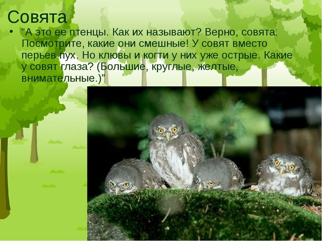 Презентация "Птицы средней полосы России"