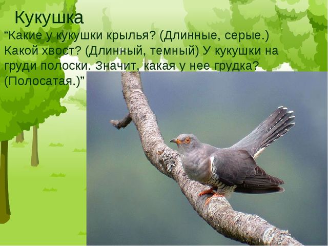 Презентация "Птицы средней полосы России"