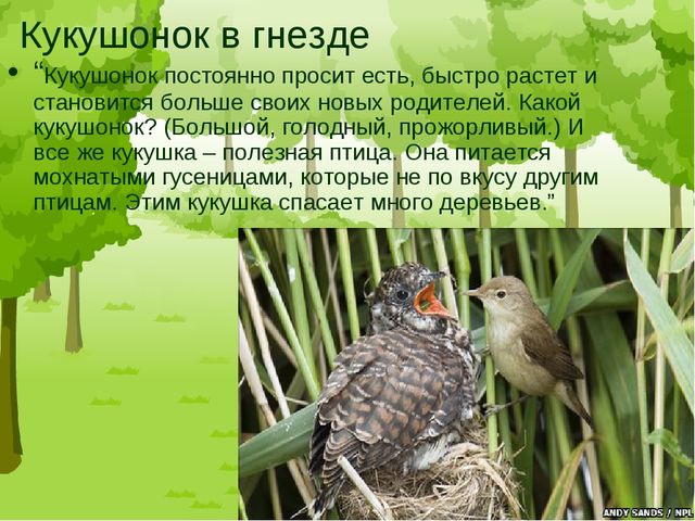 Презентация "Птицы средней полосы России"