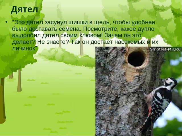Презентация "Птицы средней полосы России"