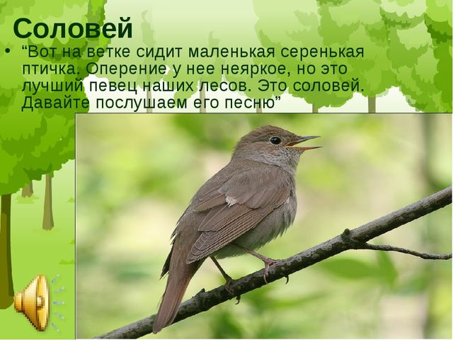 Презентация "Птицы средней полосы России"