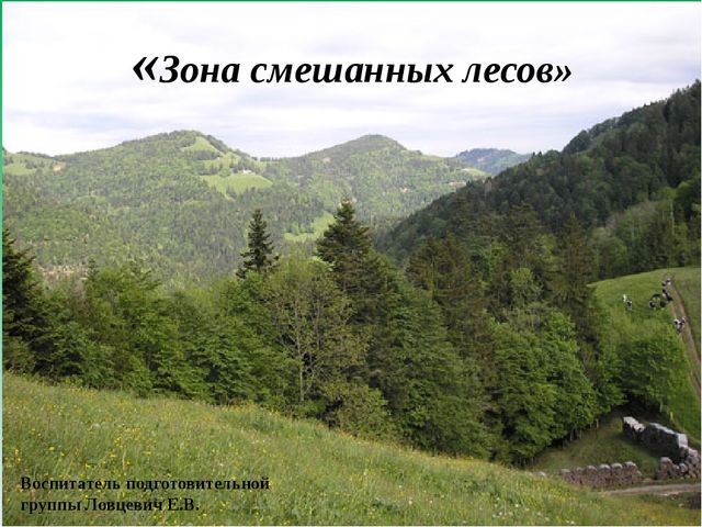 Цифровой образовательный ресурс "Смешанный лес"