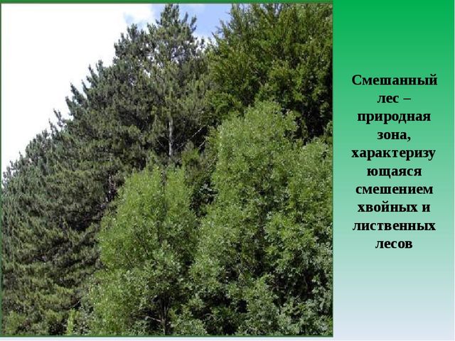 Цифровой образовательный ресурс "Смешанный лес"