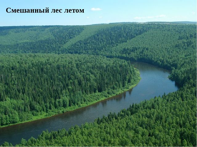 Цифровой образовательный ресурс "Смешанный лес"