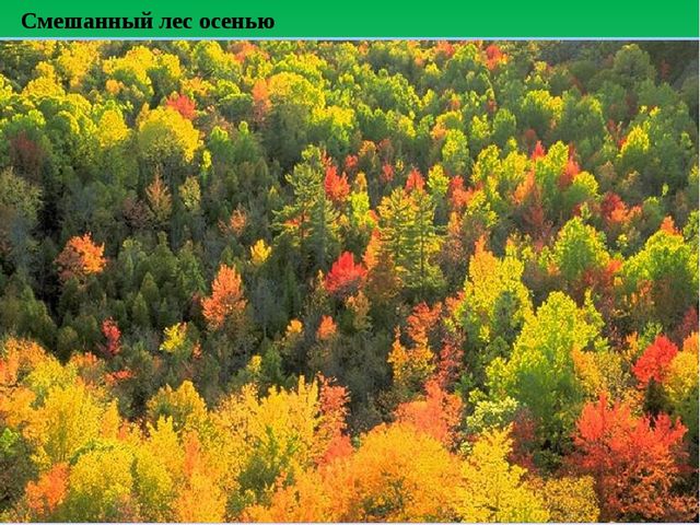 Цифровой образовательный ресурс "Смешанный лес"