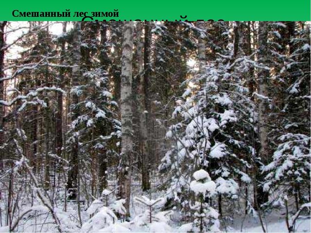 Цифровой образовательный ресурс "Смешанный лес"