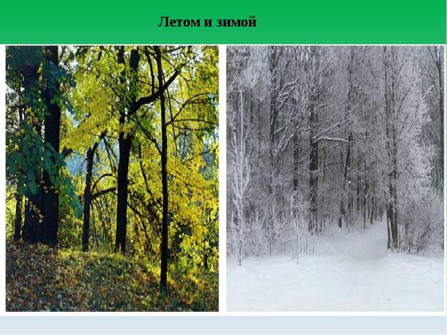 Цифровой образовательный ресурс "Смешанный лес"