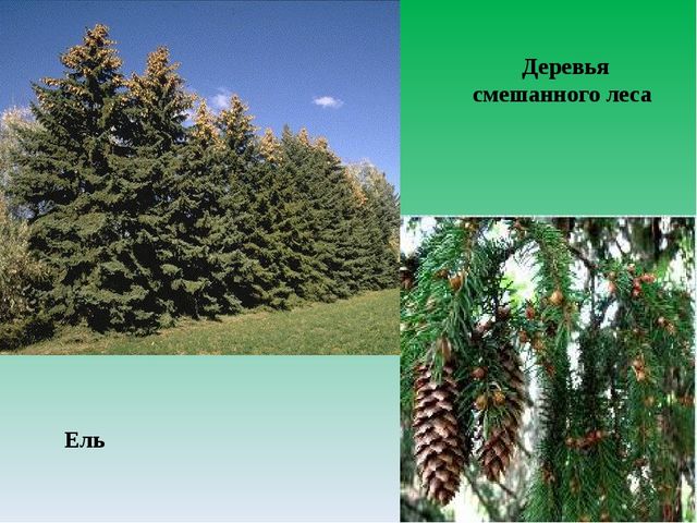 Цифровой образовательный ресурс "Смешанный лес"