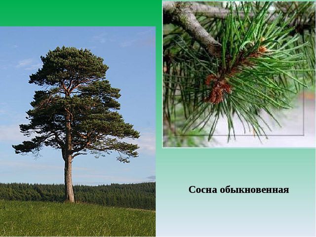 Цифровой образовательный ресурс "Смешанный лес"