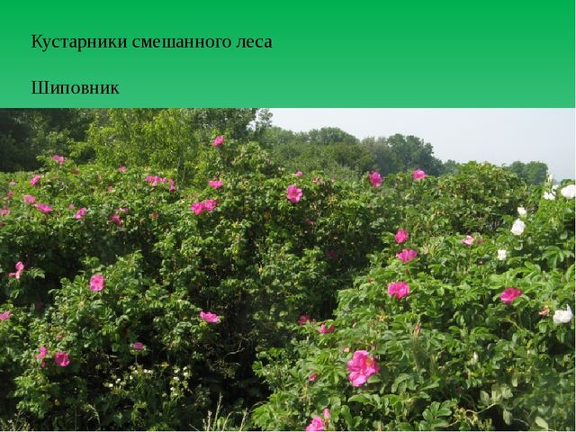 Цифровой образовательный ресурс "Смешанный лес"