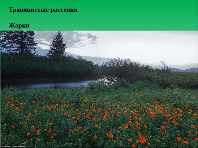 Цифровой образовательный ресурс "Смешанный лес"