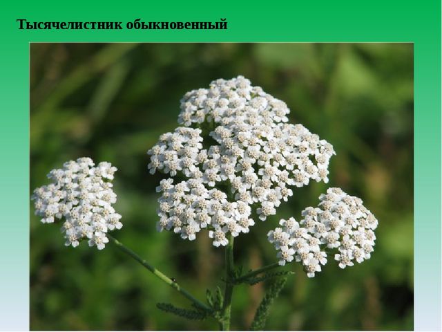 Цифровой образовательный ресурс "Смешанный лес"