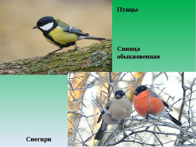 Цифровой образовательный ресурс "Смешанный лес"