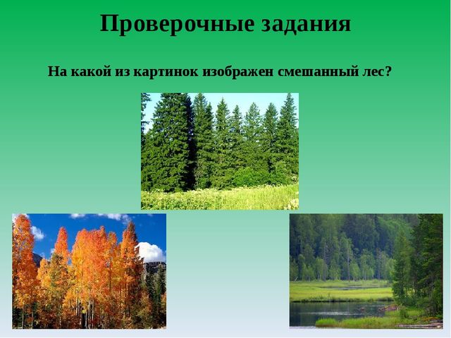 Цифровой образовательный ресурс "Смешанный лес"