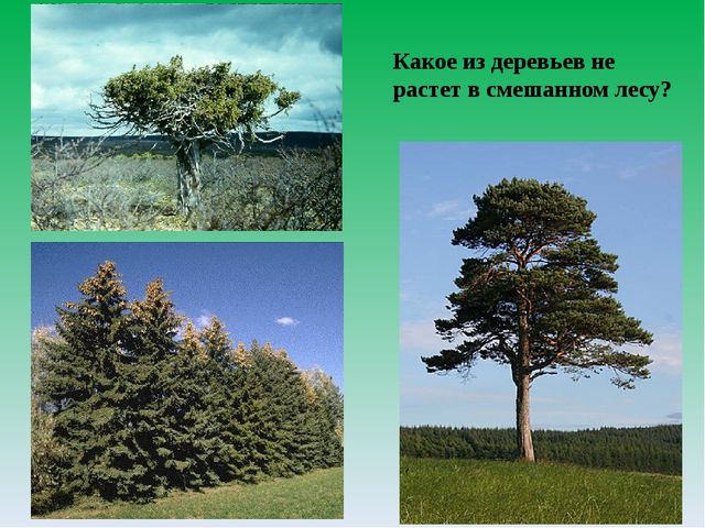 Цифровой образовательный ресурс "Смешанный лес"