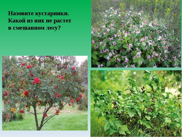 Цифровой образовательный ресурс "Смешанный лес"