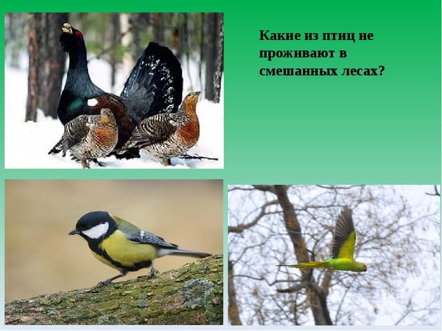 Цифровой образовательный ресурс "Смешанный лес"