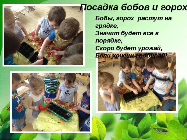 Презентация "Веселый огород на окне" в средней группе.