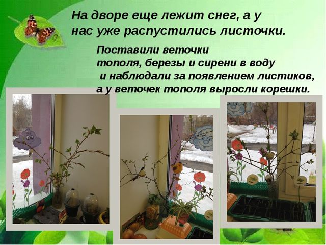 Презентация "Веселый огород на окне" в средней группе.