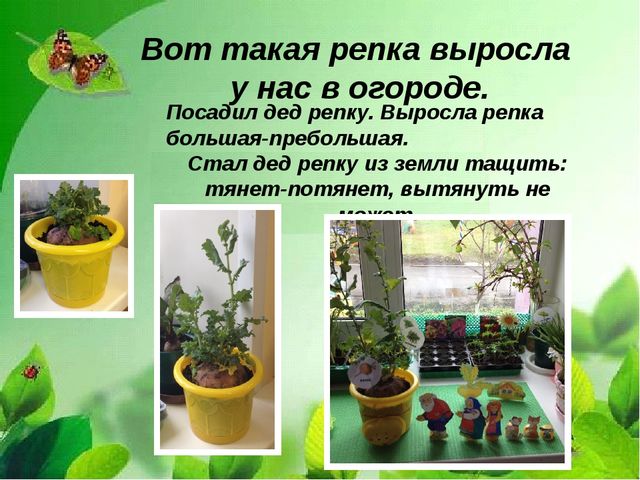 Презентация "Веселый огород на окне" в средней группе.