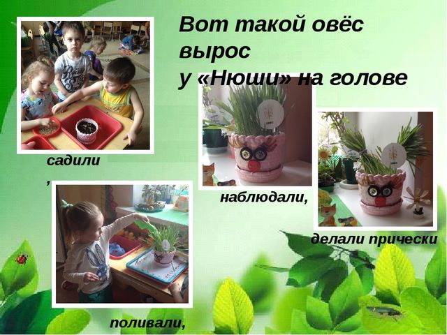 Презентация "Веселый огород на окне" в средней группе.
